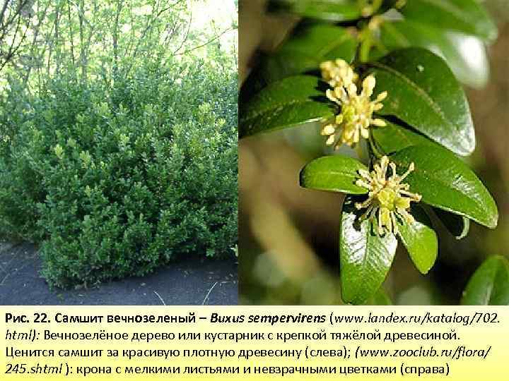 Рис. 22. Самшит вечнозеленый – Buxus sempervirens (www. landex. ru/katalog/702. html): Вечнозелёное дерево или