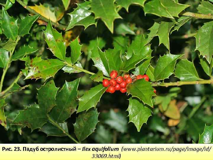 Рис. 23. Падуб остролистный – Ilex aquifolium (www. plantarium. ru/page/image/id/ 33069. html) 