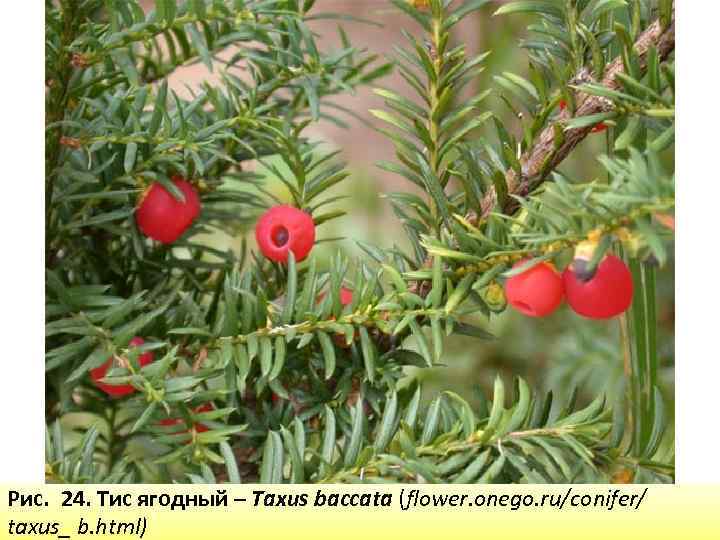 Рис. 24. Тис ягодный – Taxus baccata (flower. onego. ru/conifer/ taxus_ b. html) 