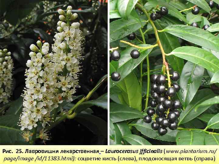 Рис. 25. Лавровишня лекарственная – Laurocerasus jfficinalis (www. plantarium. ru/ page/image /id/11383. html): соцветие