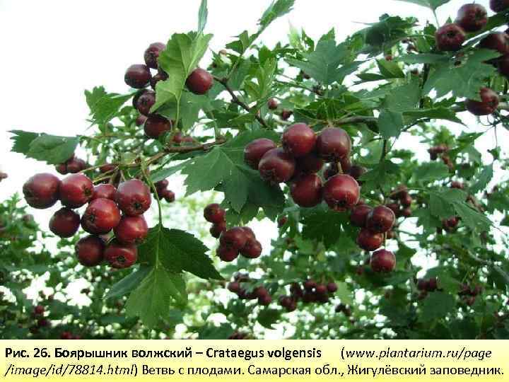 Рис. 26. Боярышник волжский – Crataegus volgensis (www. plantarium. ru/page /image/id/78814. html) Ветвь с