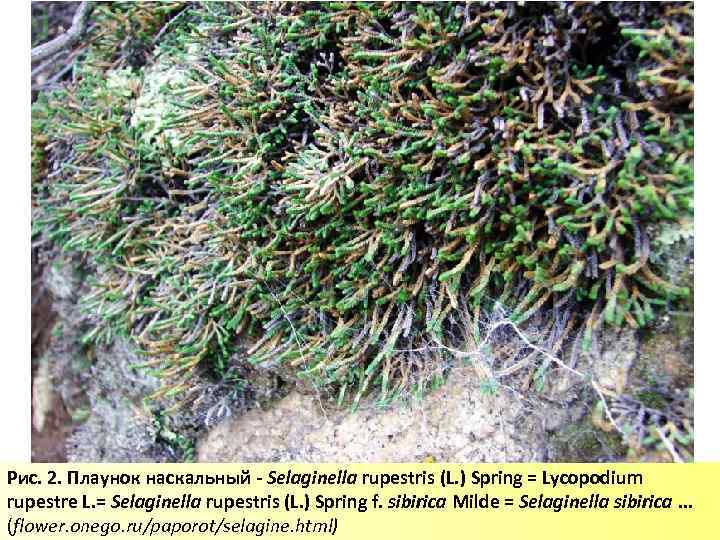 Рис. 2. Плаунок наскальный - Selaginella rupestris (L. ) Spring = Lycopodium rupestre L.