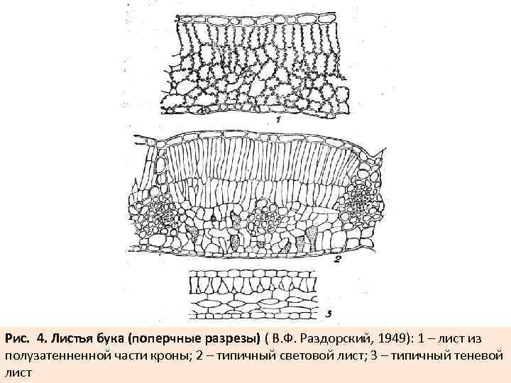 Рис. 4. Листья бука (поперчные разрезы) ( В. Ф. Раздорский, 1949): 1 – лист