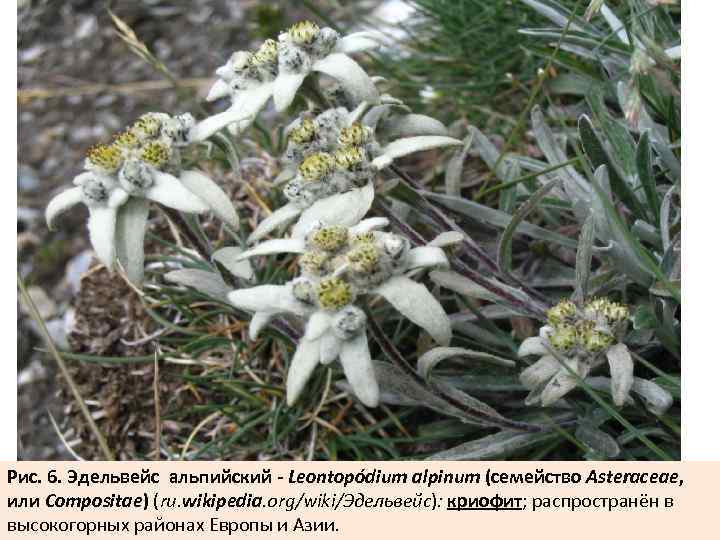 Рис. 6. Эдельвейс альпийский - Leontopódium alpinum (cемейство Asteraceae, или Compositae) (ru. wikipedia. org/wiki/Эдельвейс):