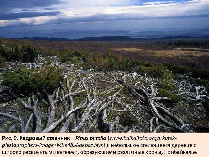 Рис. 9. Кедровый стланник – Pinus pumila (www. baikalfoto. org/irkutskphotographers-image+M 5 e 4856 aebcc.