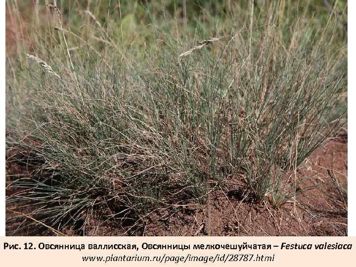 Рис. 12. Овсянница валлисская, Овсянницы мелкочешуйчатая – Festuca valesiaca www. plantarium. ru/page/image/id/28787. html 
