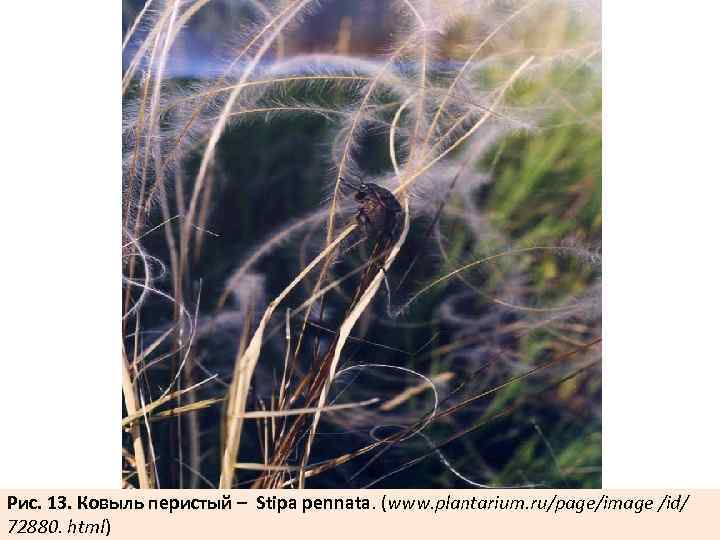 Рис. 13. Ковыль перистый – Stipa pennata. (www. plantarium. ru/page/image /id/ 72880. html) 