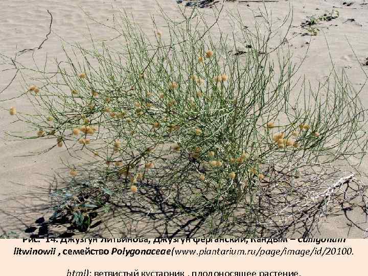 Рис. 14. Джузгун Литвинова, Джузгун ферганский, Кандым – Calligonum litwinowii , семейство Polygonaceae(www. plantarium.