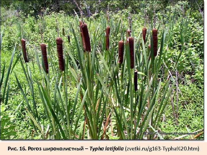 Рис. 16. Рогоз широколистный – Typha latifolia (zvetki. ru/g 163 -Typha%20. htm) 
