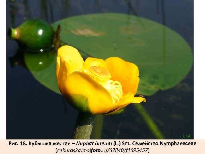 Рис. 18. Кубышка желтая – Nuphar luteum (L. ) Sm. Семейство Nymphaeaceae (ceburaska. moifoto.
