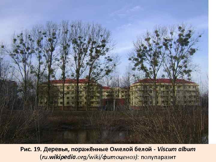 Рис. 19. Деревья, поражённые Омелой белой - Viscum album (ru. wikipedia. org/wiki/фитоценоз): полупаразит 