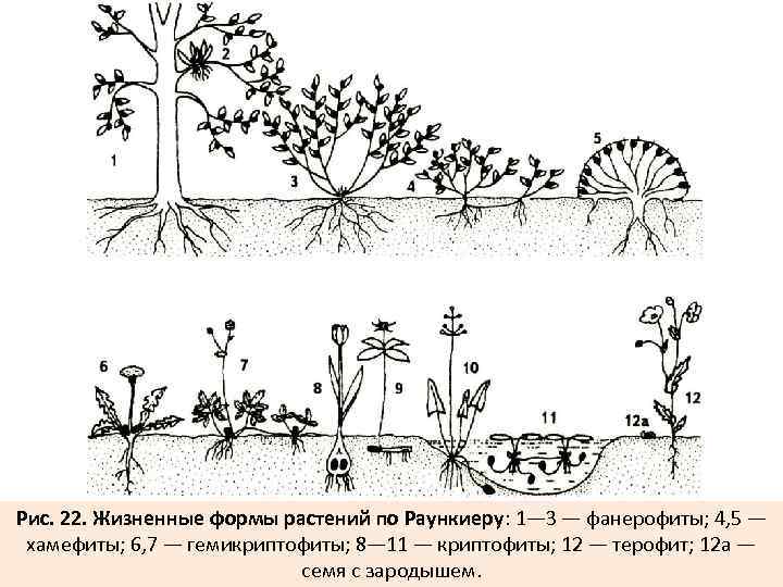 Рис. 22. Жизненные формы растений по Раункиеру: 1— 3 — фанерофиты; 4, 5 —