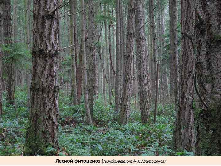 Лесной фитоценоз (ru. wikipedia. org/wiki/фитоценоз) 