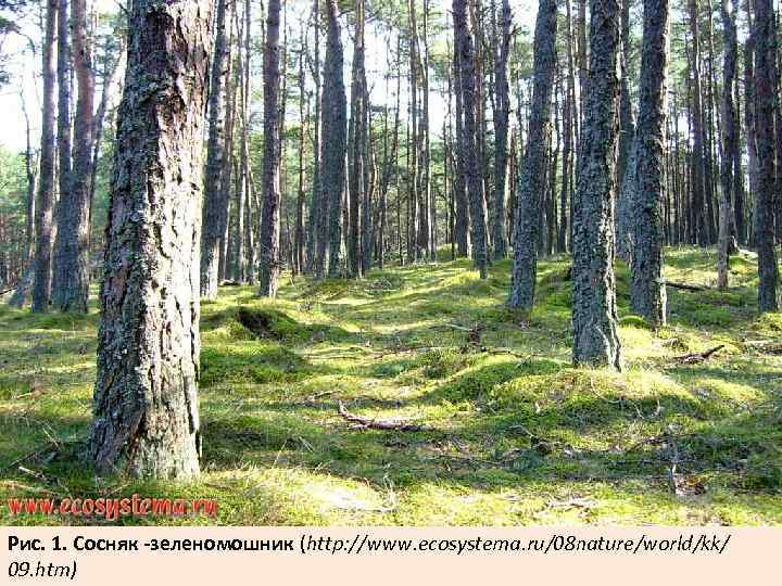 Рис. 1. Сосняк -зеленомошник (http: //www. ecosystema. ru/08 nature/world/kk/ 09. htm) 