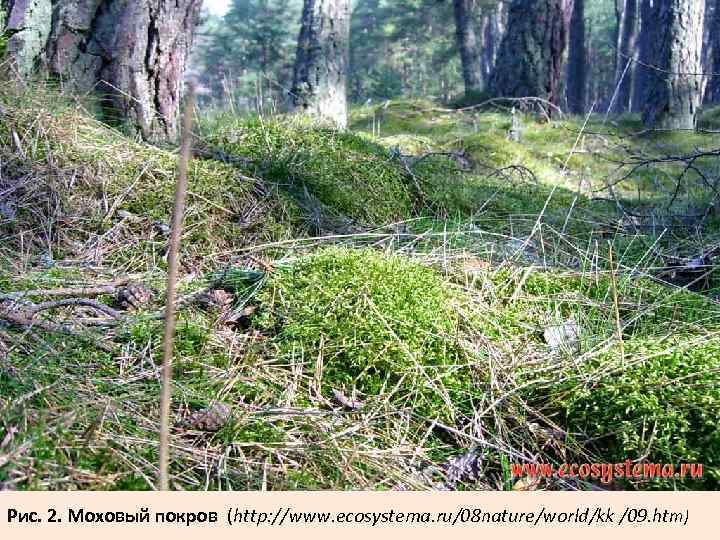 Рис. 2. Моховый покров (http: //www. ecosystema. ru/08 nature/world/kk /09. htm) 