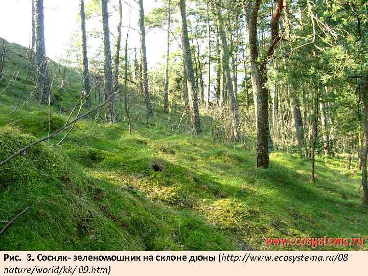 Рис. 3. Сосняк- зеленомошник на склоне дюны (http: //www. ecosystema. ru/08 nature/world/kk/ 09. htm)