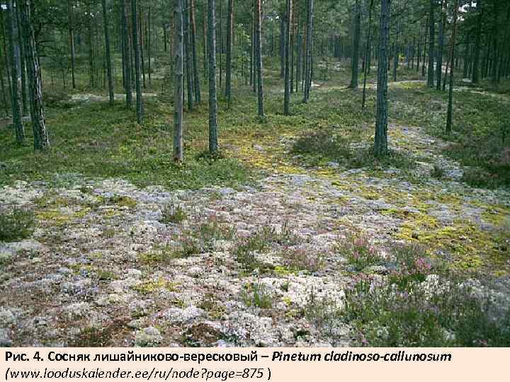 Рис. 4. Сосняк лишайниково-вересковый – Pinetum cladinoso-callunosum (www. looduskalender. ee/ru/node? page=875 ) 