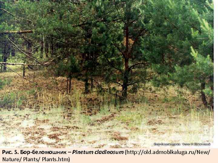Рис. 5. Бор-беломошник – Pinetum cladinosum (http: //old. admoblkaluga. ru/New/ Nature/ Plants. htm) 