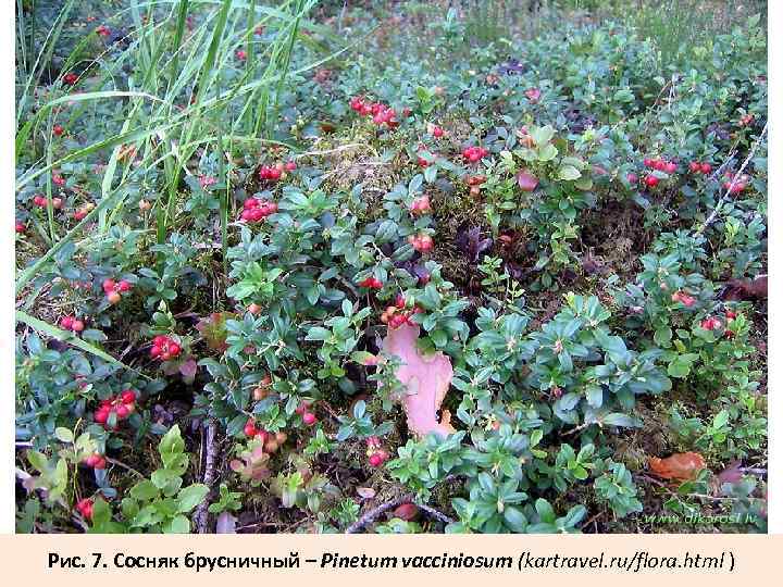 Рис. 7. Сосняк брусничный – Pinetum vacciniosum (kartravel. ru/flora. html ) 
