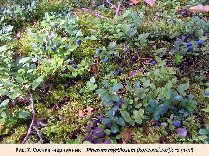 Рис. 7. Сосняк -черничник – Pinetum myrtilosum (kartravel. ru/flora. html) 