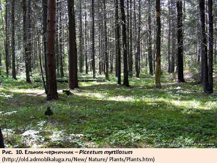 Рис. 10. Ельник-черничник – Piceеtum myrtilosum (http: //old. admoblkaluga. ru/New/ Nature/ Plants/Plants. htm) 