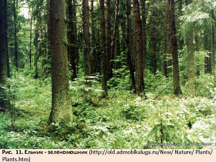 Рис. 11. Ельник - зеленомошник (http: //old. admoblkaluga. ru/New/ Nature/ Plants. htm) 