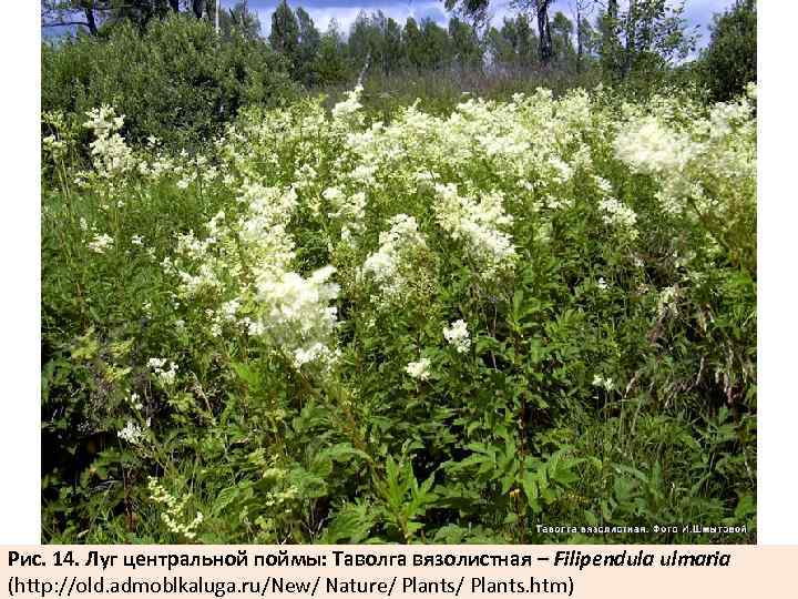 Рис. 14. Луг центральной поймы: Таволга вязолистная – Filipendula ulmaria (http: //old. admoblkaluga. ru/New/
