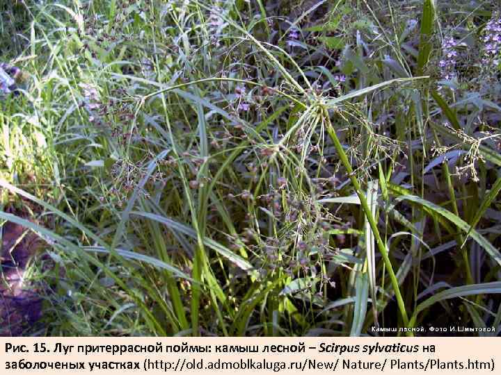 Рис. 15. Луг притеррасной поймы: камыш лесной – Scirpus sylvaticus на заболоченых участках (http: