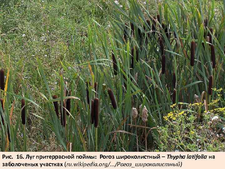 Рис. 16. Луг притеррасной поймы: Рогоз широколистный – Тhypha latifolia на заболоченых участках (ru.