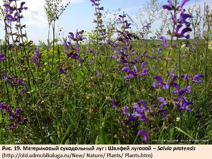 Рис. 19. Материковый суходольный луг : Шалфей луговой – Salvia pratensis (http: //old. admoblkaluga.