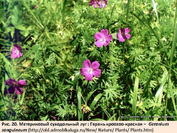 Рис. 20. Материковый суходольный луг : Герань кроваво-красная – Geranium sanguineum (http: //old. admoblkaluga.