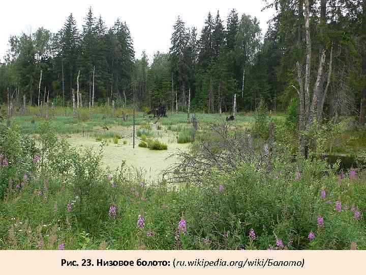 Рис. 23. Низовое болото: (ru. wikipedia. org/wiki/Болото) 