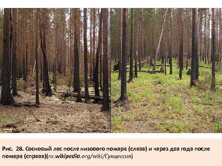 Рис. 28. Сосновый лес после низового пожара (слева) и через два года после пожара