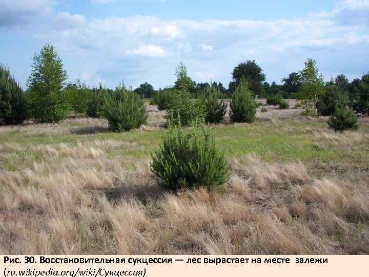 Рис. 30. Восстановительная сукцессия — лес вырастает на месте залежи (ru. wikipedia. org/wiki/Сукцессия) 
