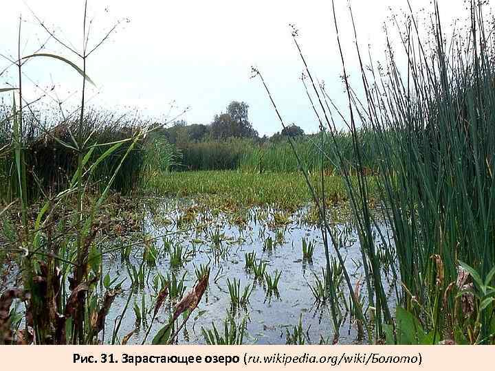 Рис. 31. Зарастающее озеро (ru. wikipedia. org/wiki/Болото) 
