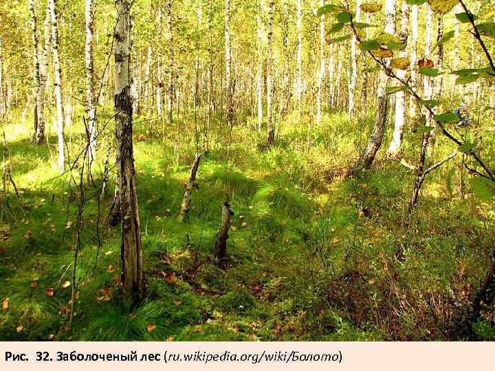 Рис. 32. Заболоченый лес (ru. wikipedia. org/wiki/Болото) 