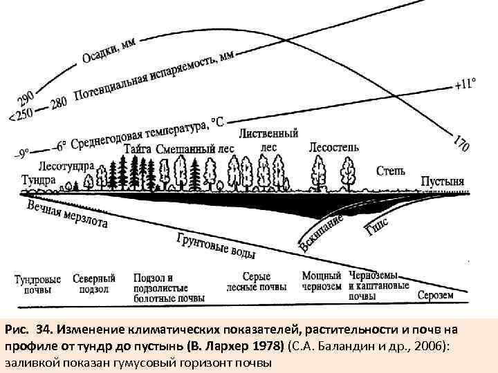 Смена фитоценоза схема