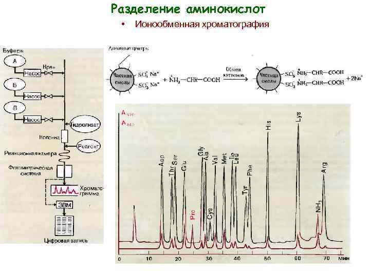 Ионообменная хроматография схема