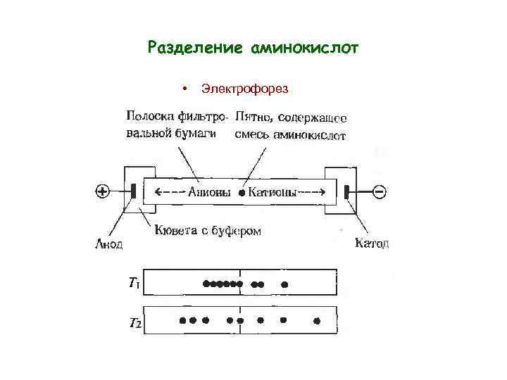 Разделение аминокислот • Электрофорез 