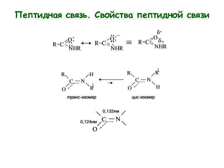 Пептидная связь является. Пептидные связи: образование, строение, свойства.. Характеристики пептидной связи биохимия. Пептидная связь особенности пептидной. Строение и свойства пептидной связи.