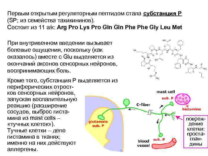 Первым открытым регуляторным пептидом стала субстанция Р (SP; из семейства тахикининов). Состоит из 11