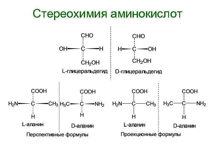 Стереохимия аминокислот 