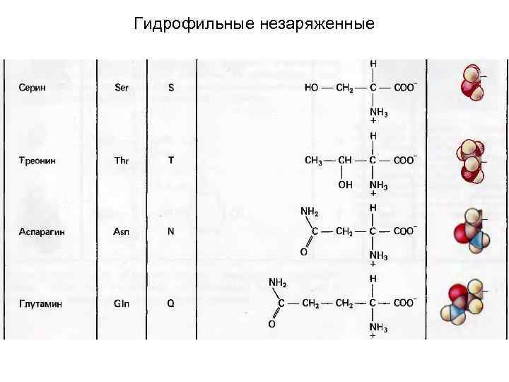 Пептид 1. Гидрофильные незаряженные аминокислоты. Гидрофильный незаряженный. Полярные гидрофильные незаряженные аминокислоты. Гидрофьлн не заряженые аминокислоты.