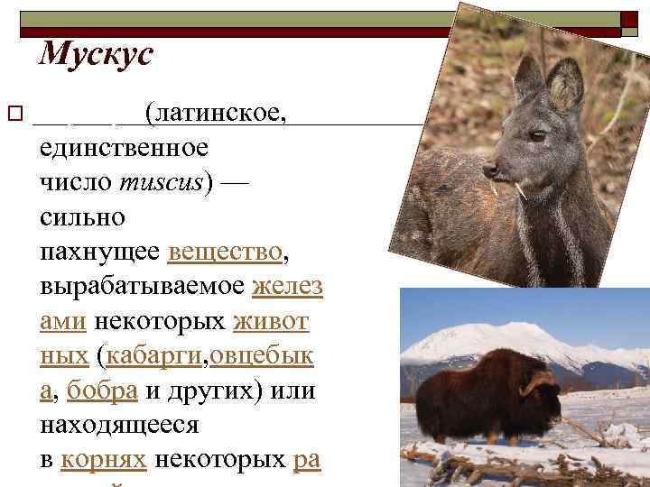 Мускус o Мускус (латинское, единственное число muscus) — сильно пахнущее вещество, вырабатываемое желез ами