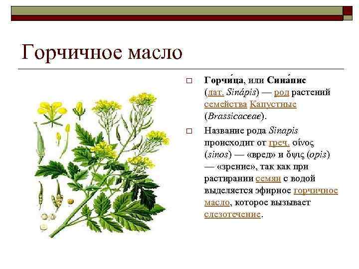 Горчичное масло o o Горчи ца, или Сина пис (лат. Sinápis) — род растений