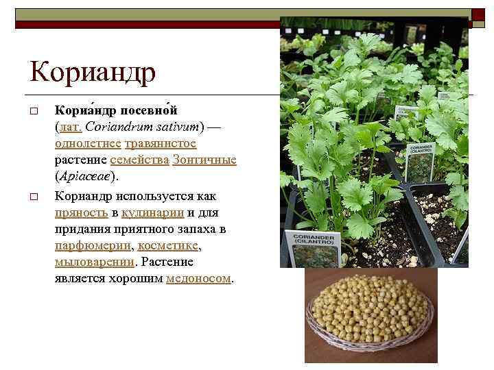 Кориандр o o Кориа ндр посевно й (лат. Coriandrum sativum) — однолетнее травянистое растение