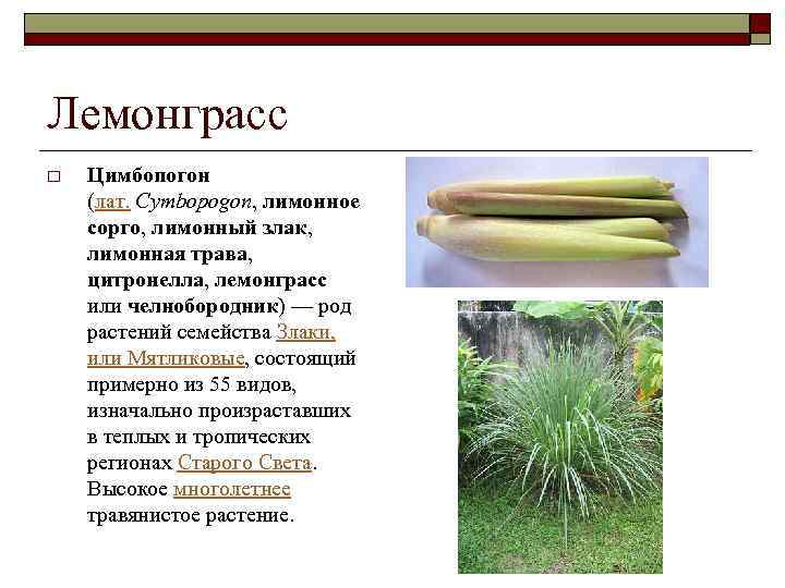 Лемонграсс фото растения и описание