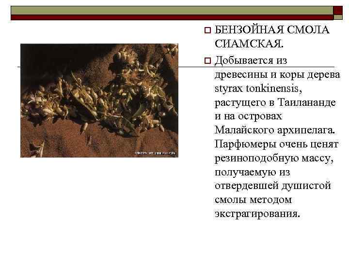 БЕНЗОЙНАЯ СМОЛА СИАМСКАЯ. o Добывается из древесины и коры дерева styrax tonkinensis, растущего в