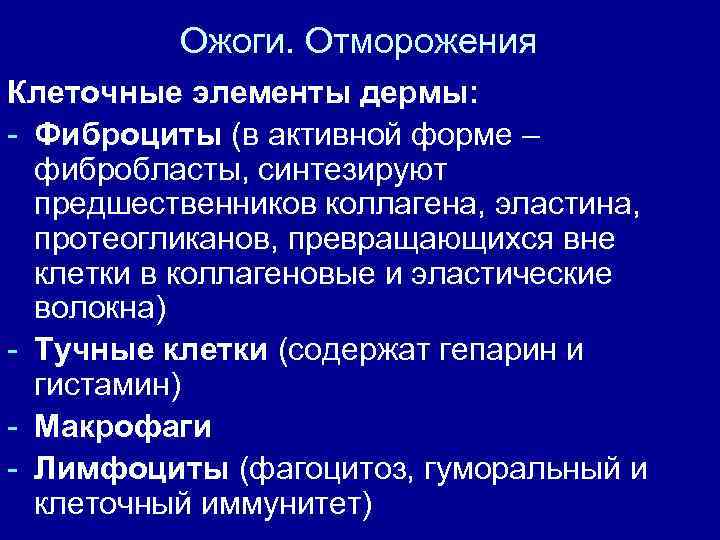 Ожоги. Отморожения Клеточные элементы дермы: - Фиброциты (в активной форме – фибробласты, синтезируют предшественников