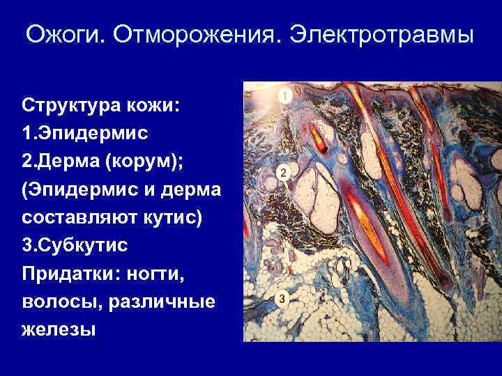 Ожоги. Отморожения. Электротравмы Структура кожи: 1. Эпидермис 2. Дерма (корум); (Эпидермис и дерма составляют